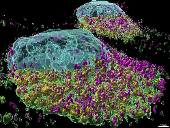 Titleimage: Department for BioMedical Research (DBMR)